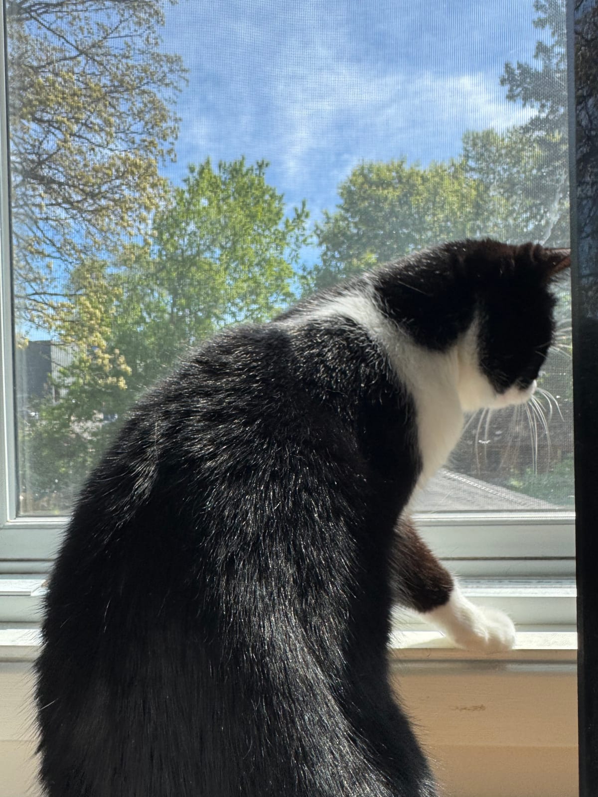 Cat post