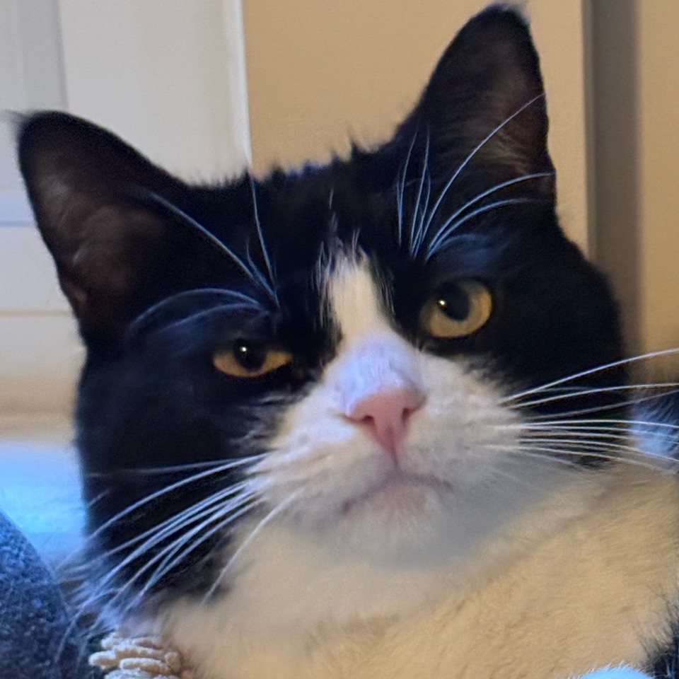 a tuxedo cat judging you